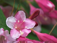 NJ Botanical Gardens 1